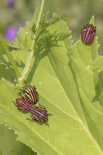 European Striped Shield Bug