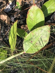 Stillingia sylvatica