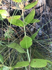 Stillingia sylvatica