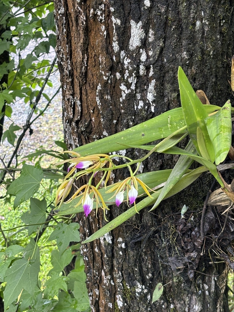 Prosthechea brassavolae