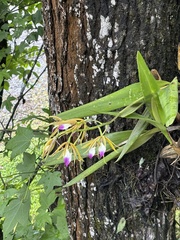 Prosthechea brassavolae, photograph (c) Daniel Acosta, some rights reserved (CC BY)