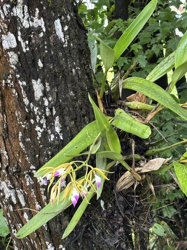 Prosthechea brassavolae, photograph 3
