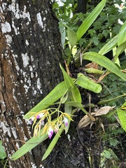 Prosthechea brassavolae, photograph (c) Daniel Acosta, some rights reserved (CC BY)