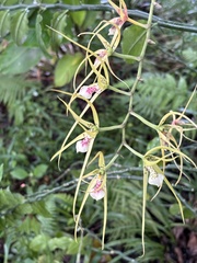 Brassia verrucosa, photograph (c) Daniel Acosta, some rights reserved (CC BY)