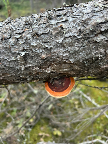 Northern Red Belt