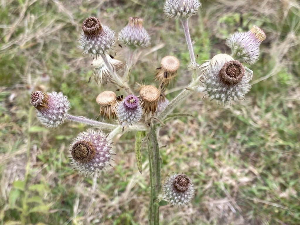 Stenachaenium megapotamicum