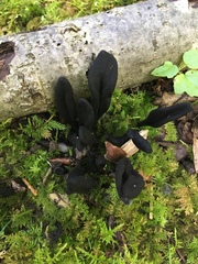 Geoglossum difforme