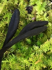 Geoglossum difforme