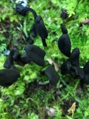 Geoglossum difforme