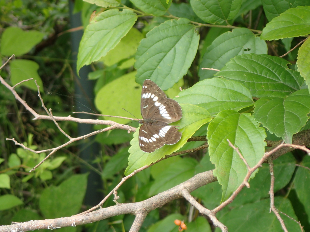 アサマイチモンジ