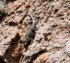Sceloporus minor