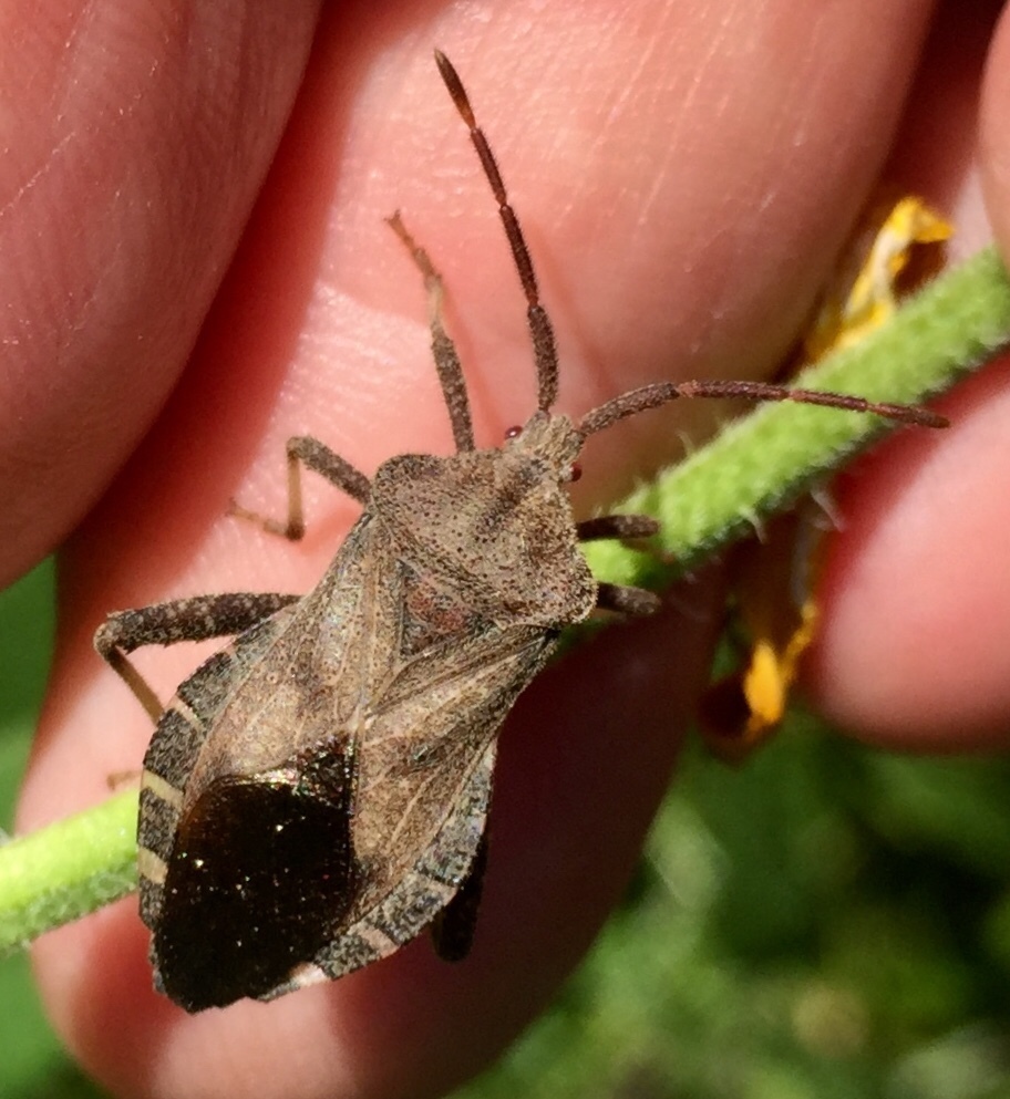 Piezogaster calcarator