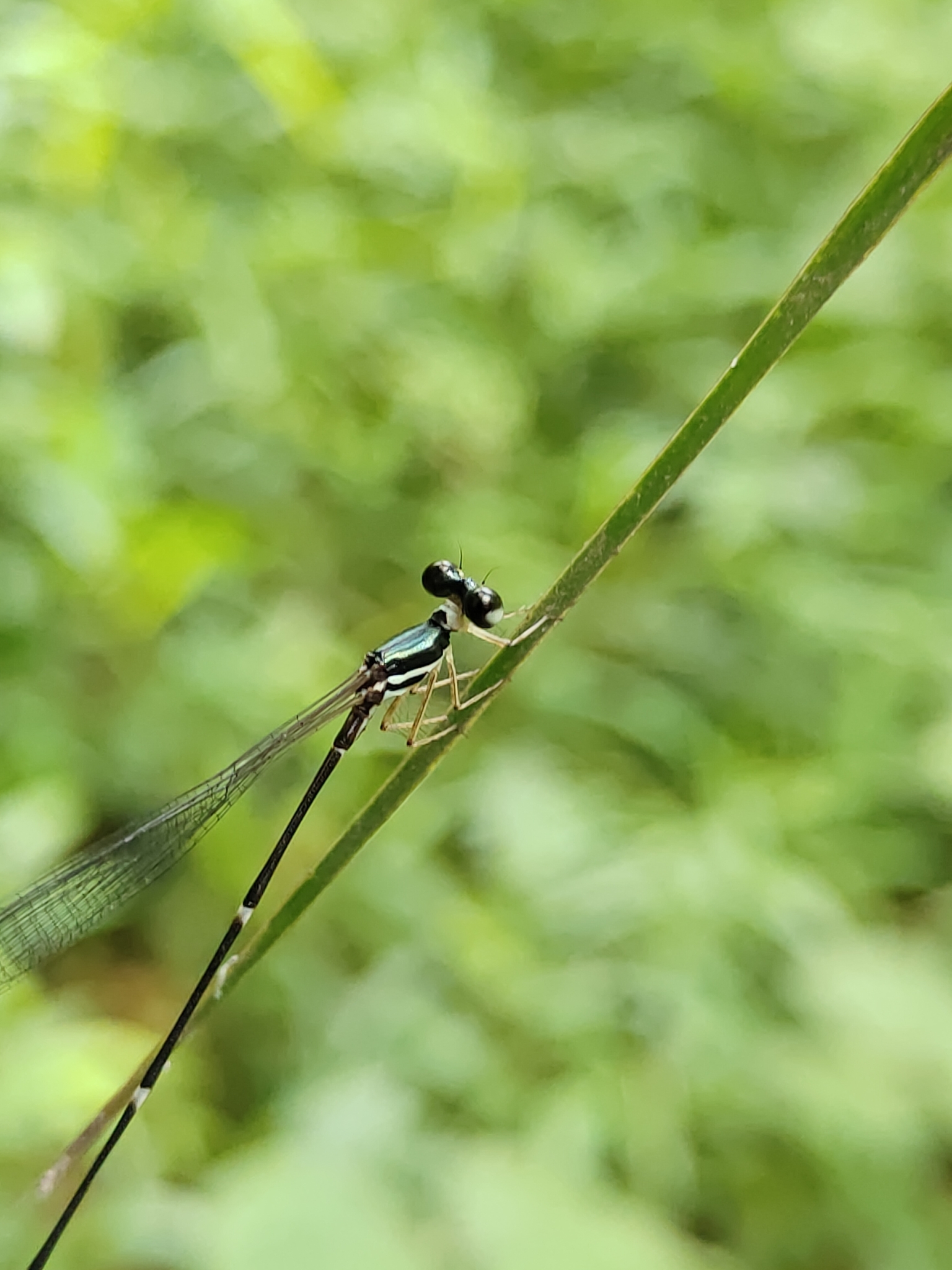 Pied Shadowdamsel