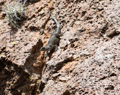 Sceloporus minor