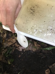 Aoteapsyche colonica