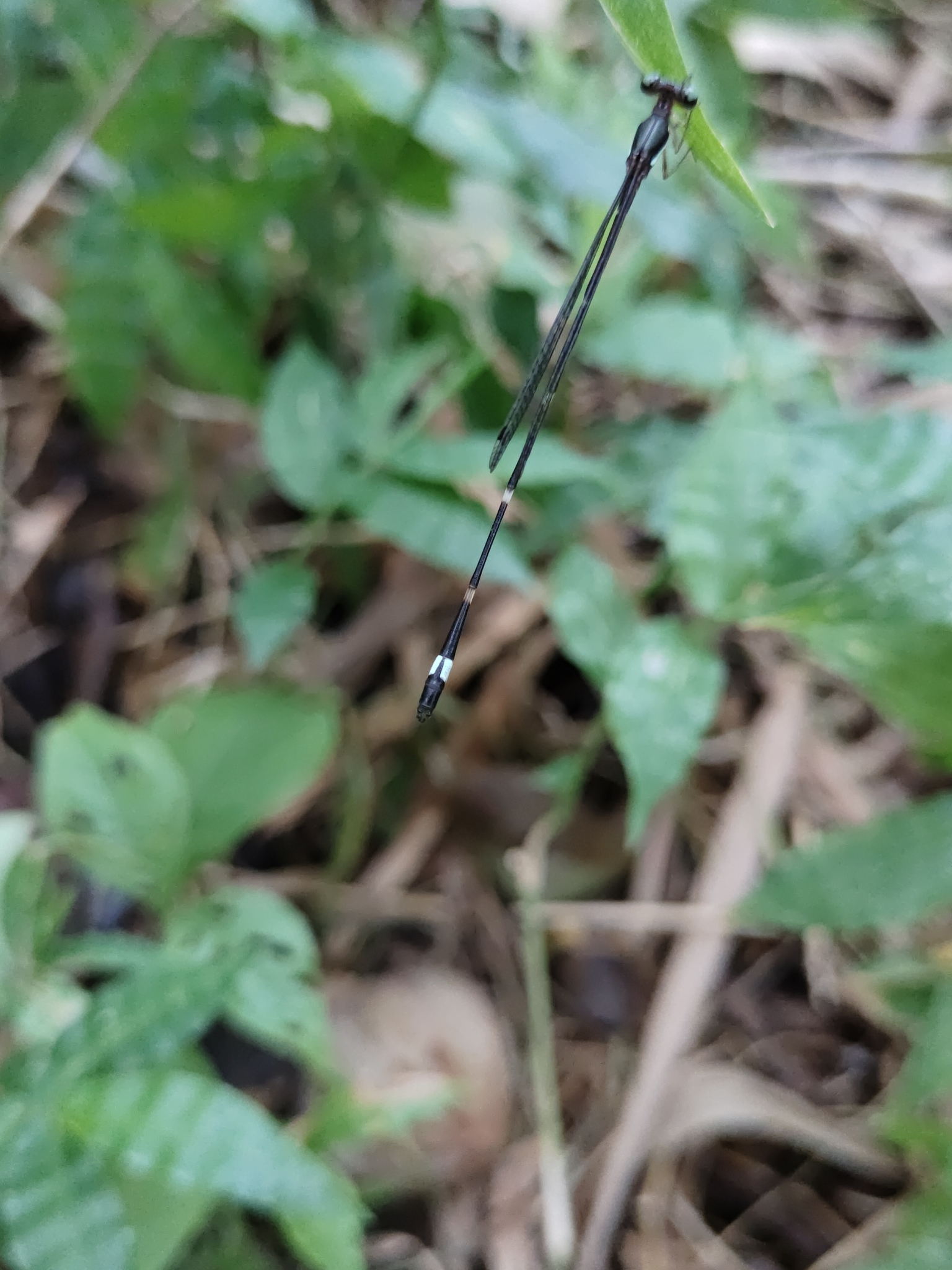 Red-Spot Shadowdamsel