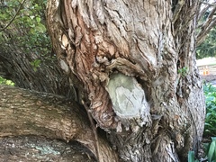 Metrosideros excelsa