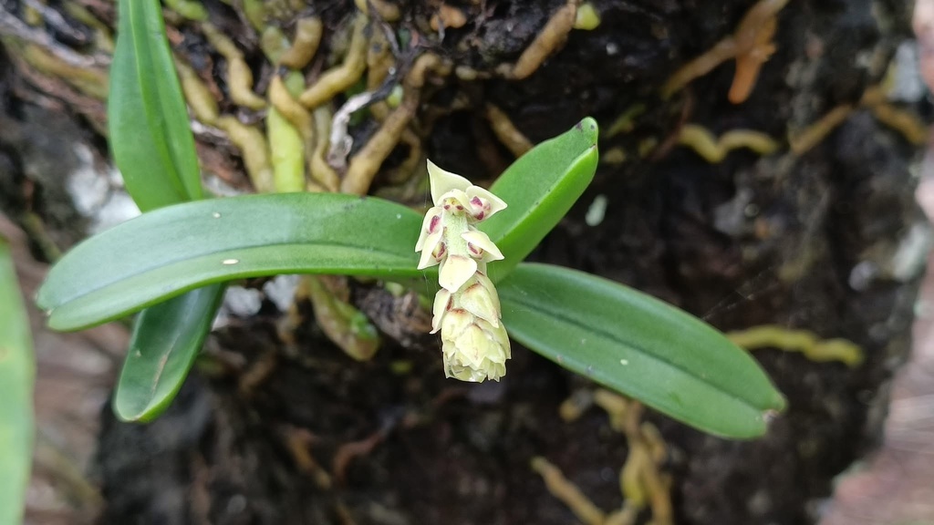 Cleisomeria pilosula (Cleisomeria pilosula)