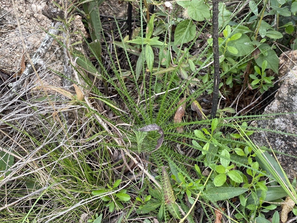 Eryngium pristis