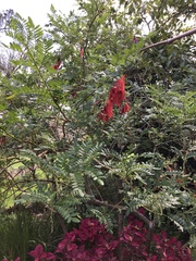 Clianthus