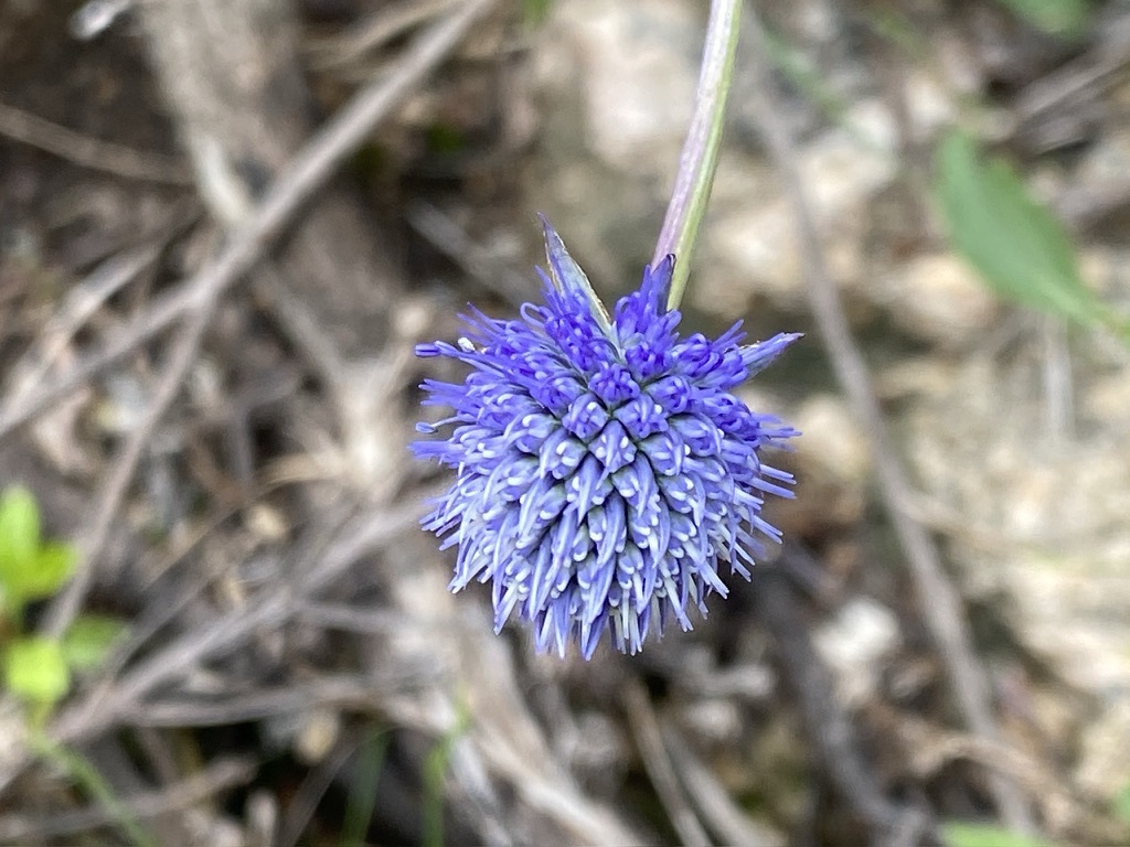 Eryngium eriophorum