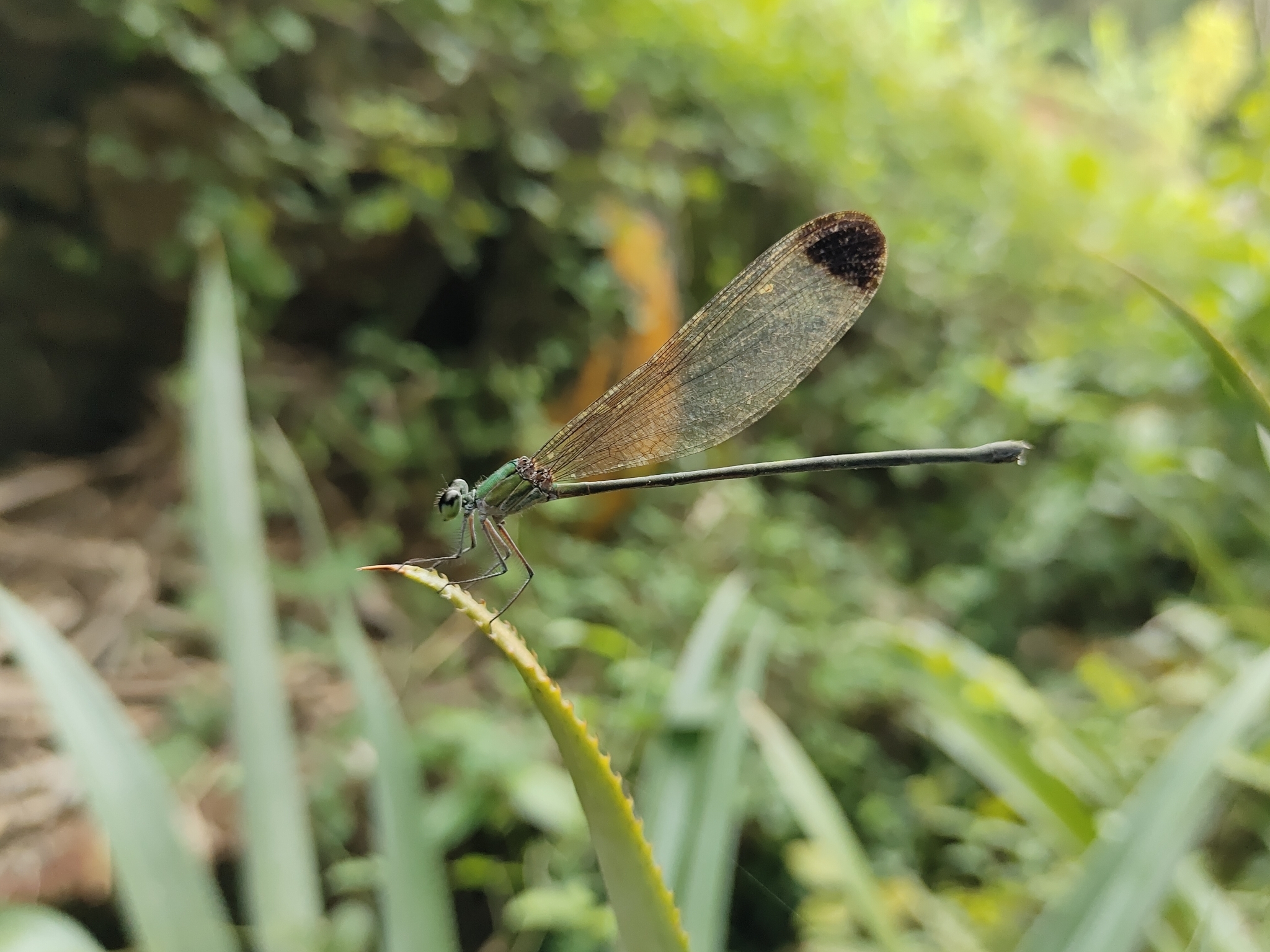 Black-Tip Flashwing