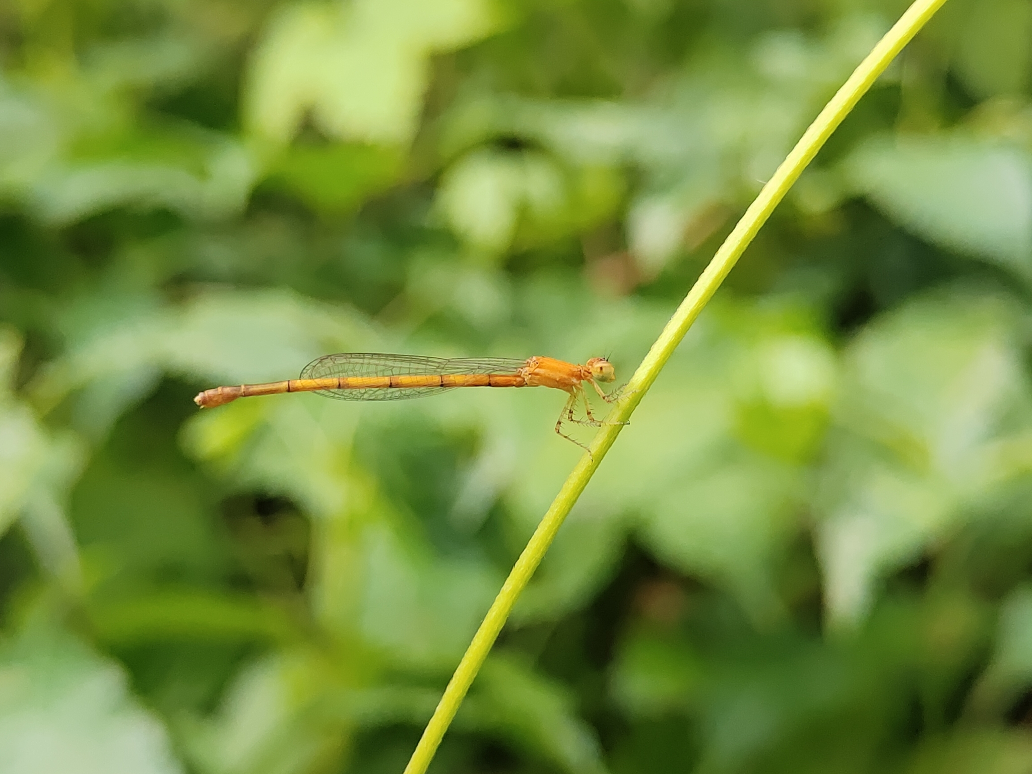 White Wisp