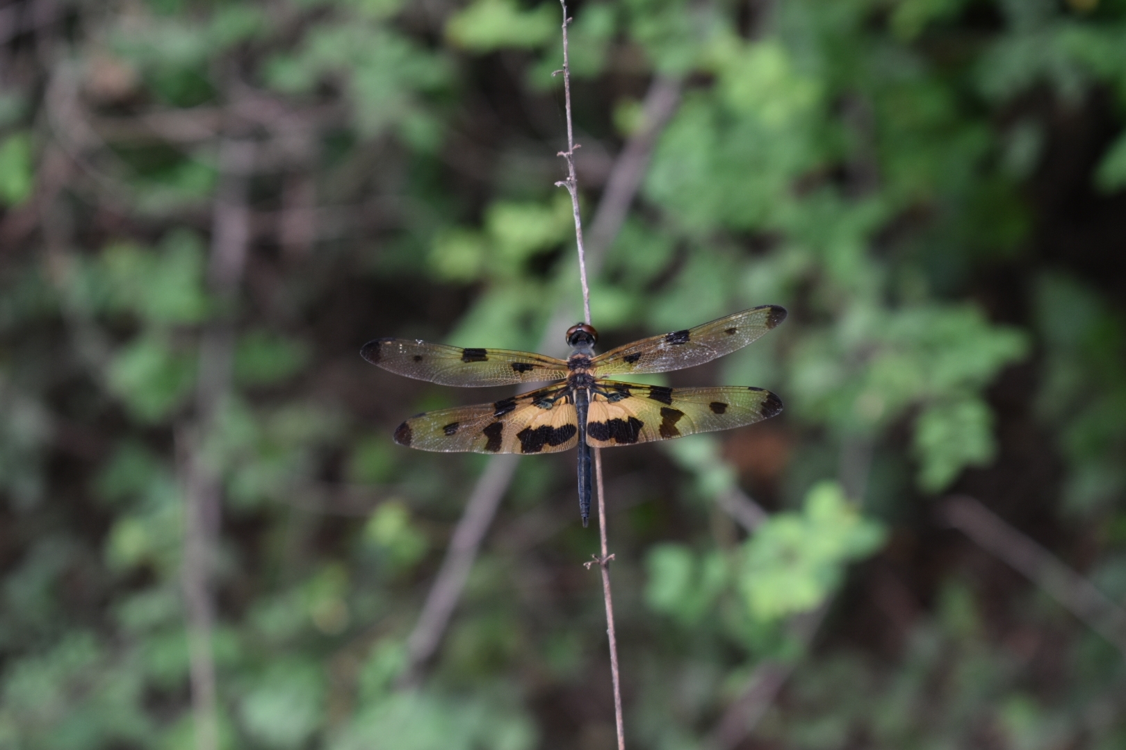 Common Picture Wing