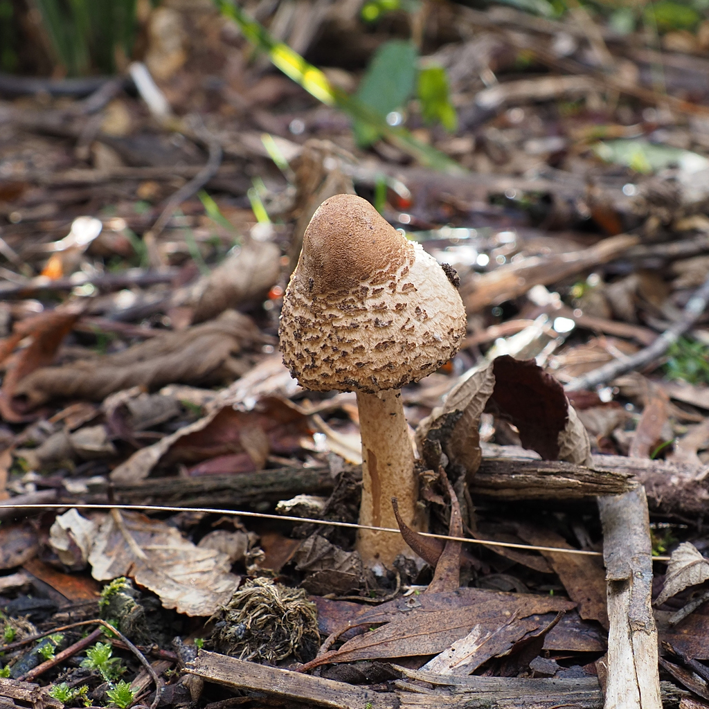 Macrolepiota clelandii · May 2025 · photo: © cowirrie (iNaturalist, cc0)