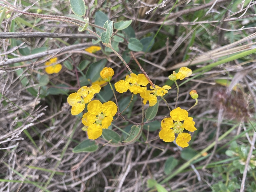 Janusia guaranitica