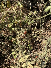 Solanum lycopersicum