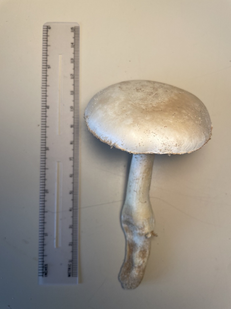 Amanita sp. 'FL25'