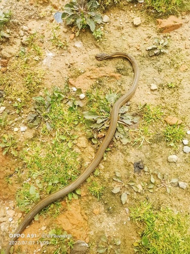 Hebius septemlineatus