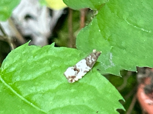 Doubleday's Notocelia Moth photo 4