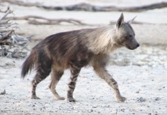 Brown Hyaena - Photo (c) Tony Rebelo, some rights reserved (CC BY-SA), uploaded by Tony Rebelo