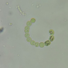 Dolichospermum