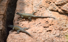 Sceloporus minor