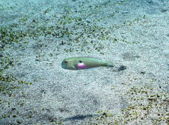 Iniistius pentadactylus