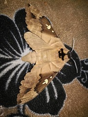 Lophostethus dumolinii