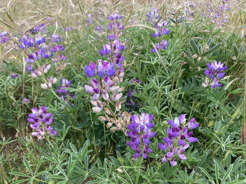 Lupinus littoralis