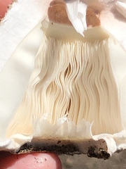 Chlorophyllum