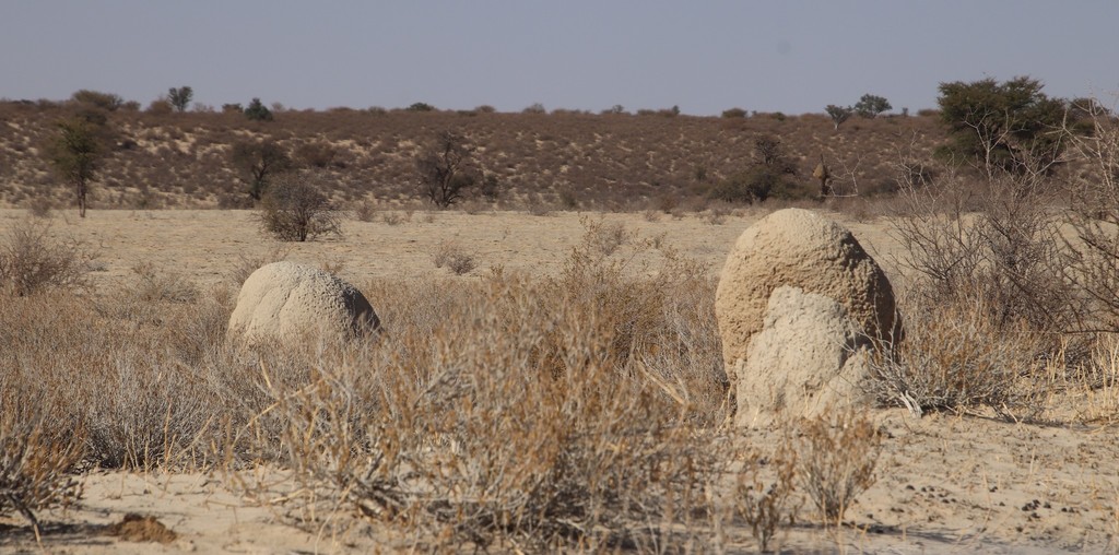 Snouted Harvester Termite from Nossob River, s of Nossob Camp, Kalahari ...