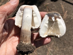 Chlorophyllum