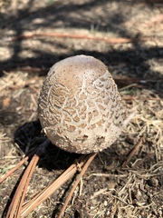 Chlorophyllum
