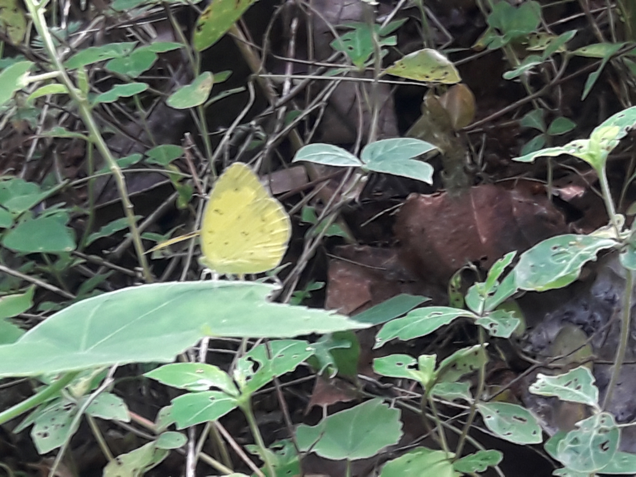 Common Grass Yellow