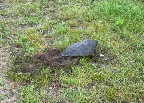 Snapping Turtle