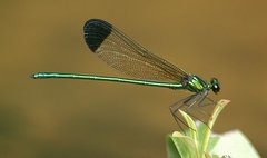 Calopteryx dimidiata