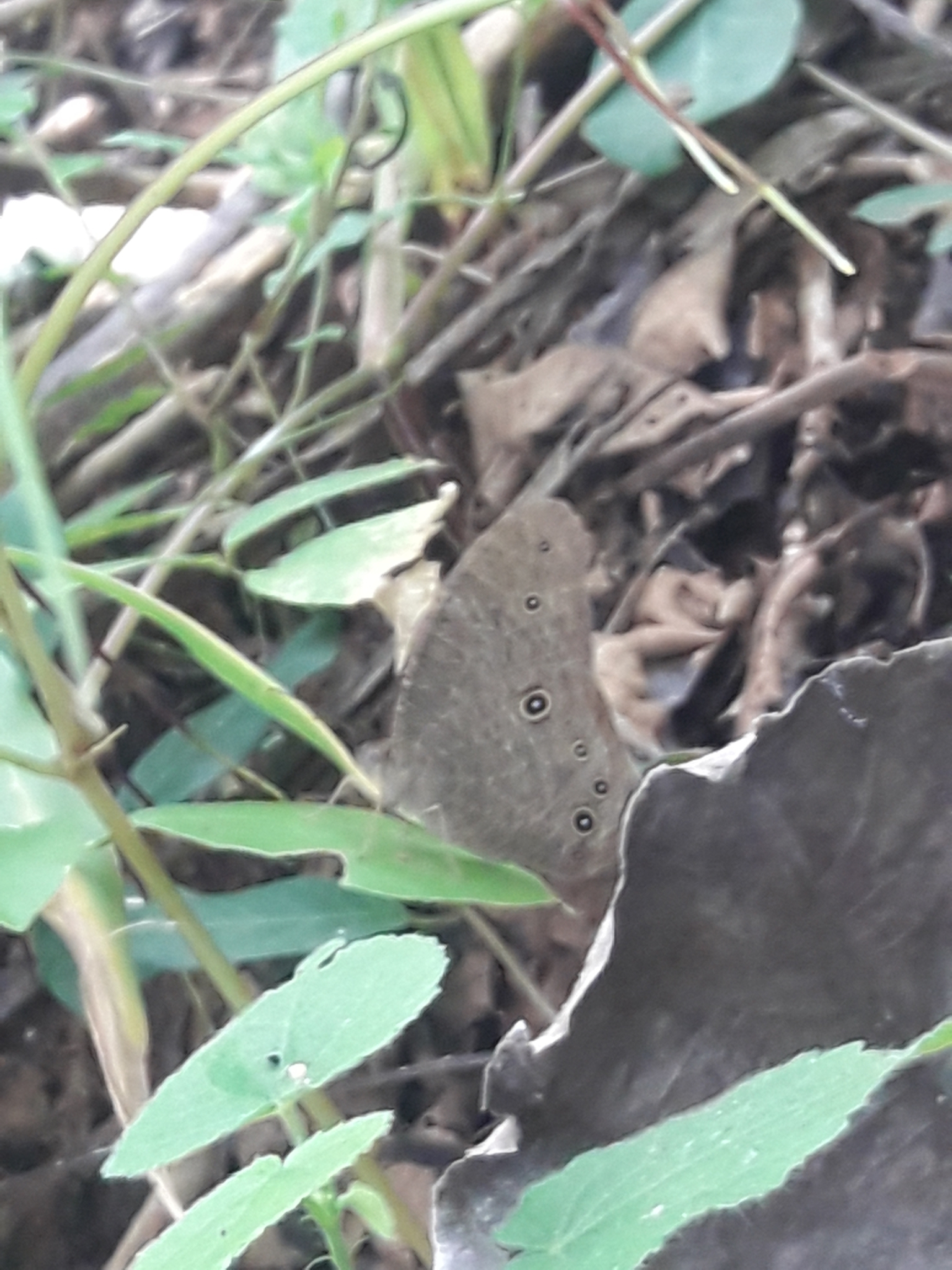 Common Evening Brown