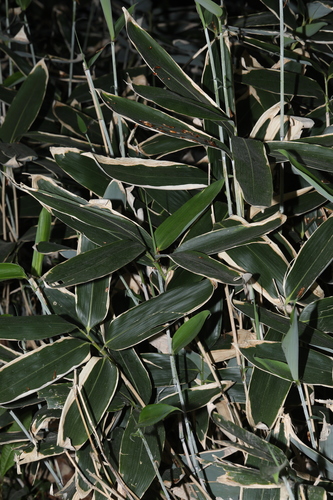 Sasa veitchii, photograph 2