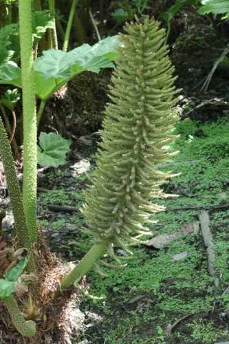 giant rhubarb (Gunnera manicata)